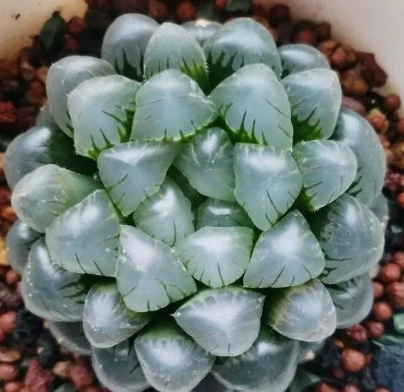 冰魄玉露多肉_玉露多肉冰魄好養(yǎng)嗎_冰魄玉露的特征