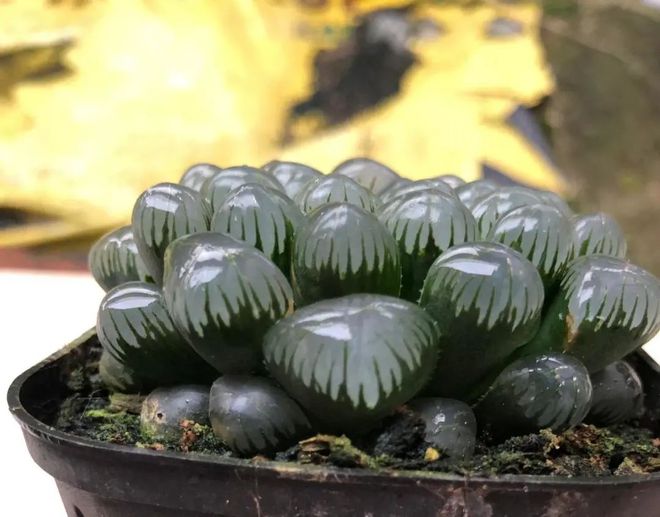 冰魄玉露的特征_冰魄玉露多肉_玉露多肉冰魄好養(yǎng)嗎