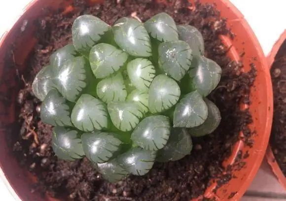 冰魄玉露的特征_冰魄玉露多肉_玉露多肉冰魄好養(yǎng)嗎