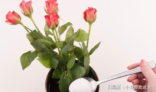 鮮花保鮮長時間讓它不開花_鮮花保鮮長時間讓它死亡_如何讓鮮花保鮮時間更長