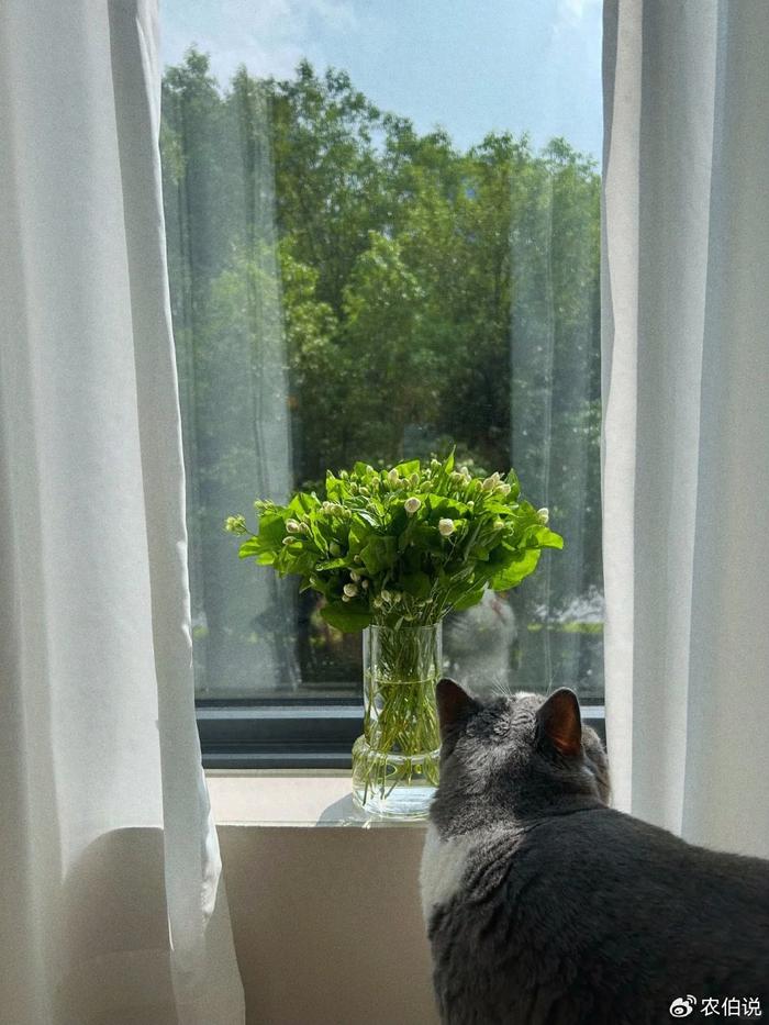 <strong>臥室必養的5種“健康花”，殺菌消炎助睡眠，一夜好夢睡得香！</strong>