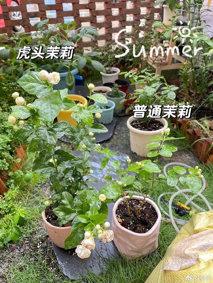 什么花養在臥室里有助于睡眠_臥室里養花影響睡眠嗎_臥室養什么花助眠