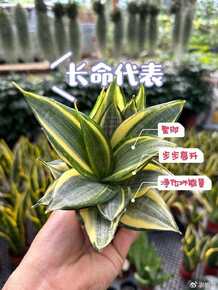 臥室養什么花助眠_什么花養在臥室里有助于睡眠_臥室里養花影響睡眠嗎