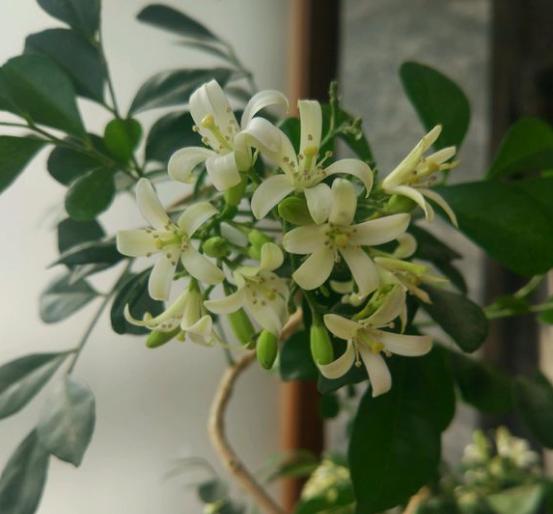 香味好聞的5種花，家里養一盆，清新又舒適！