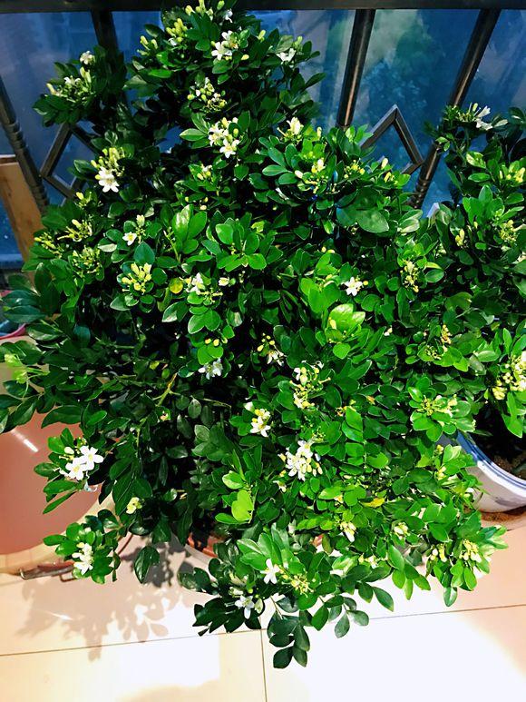 室內養香味的花_有香味的花適合室內養花_室內花香的植物