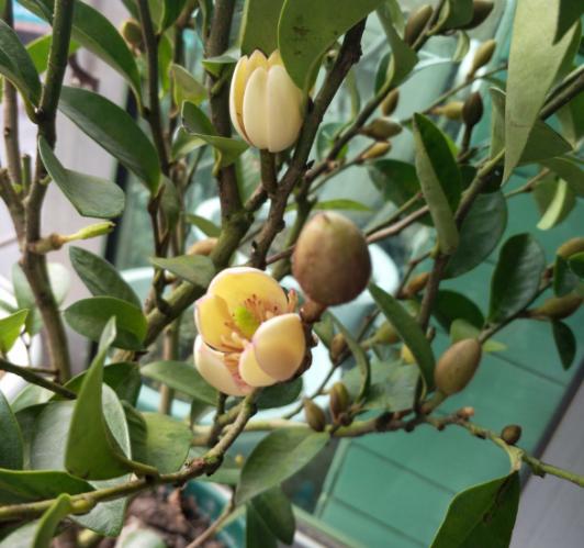 室內養香味的花_有香味的花適合室內養花_室內花香的植物