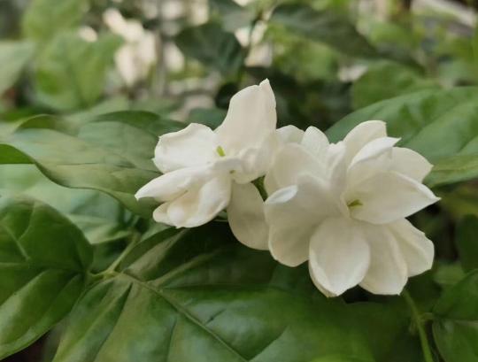 有香味的花適合室內養花_室內花香的植物_室內養香味的花