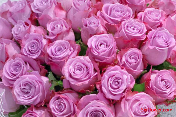 女朋友生日送紫玫瑰代表什么意思？