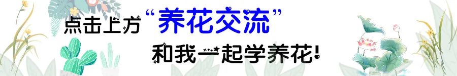 法師多肉好養又便宜，葉型像玫瑰，枝條剪下可不斷扦插，成活率高