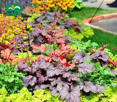 3種耐陰花，比綠蘿還好養，葉子比花美，不開花也漂亮