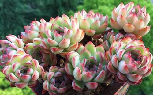 耐陰花期長_花卉中比較耐陰的花卉是_耐陰的花卉有哪些