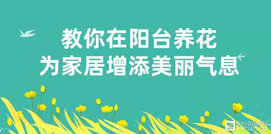 多肉紅寶石_多肉紅覆輪_多肉紅梅老樁圖片