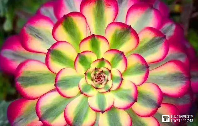 多肉紅寶石_多肉紅梅老樁圖片_多肉紅覆輪