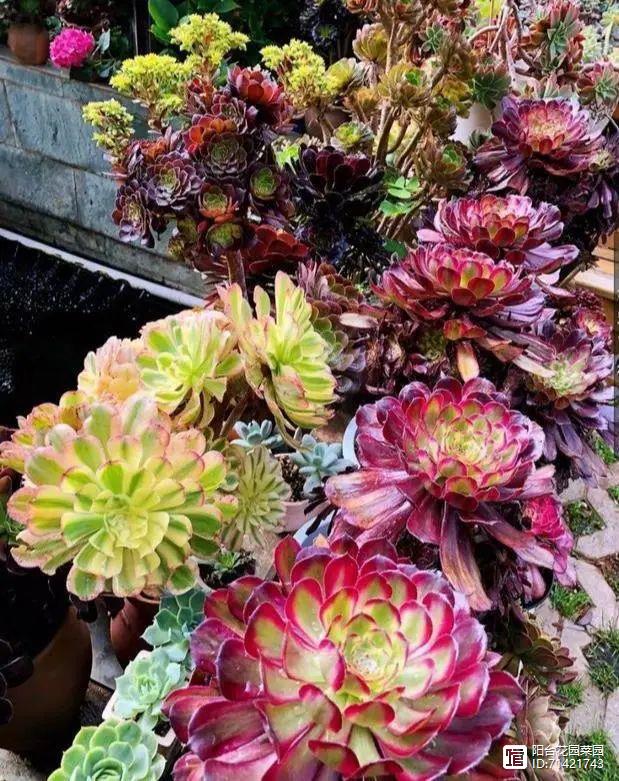 多肉紅覆輪_多肉紅梅老樁圖片_多肉紅寶石