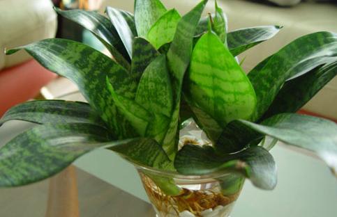 室內(nèi)養(yǎng)綠植好不好_好養(yǎng)的室內(nèi)綠植_室內(nèi)養(yǎng)綠植好還是多肉好