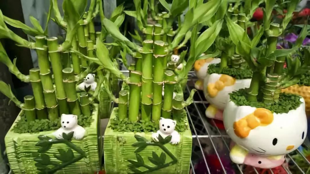 <strong>9種很適合養在室內的竹子，這些觀賞竹你喜歡哪種？</strong>