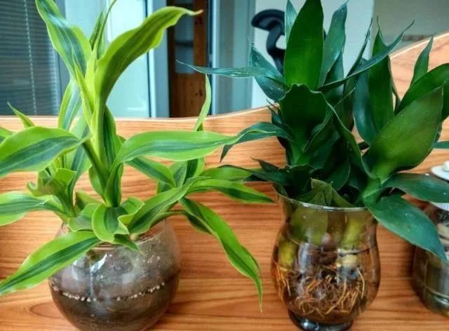 適合室內養的竹子_竹子適不適合在室內養_竹子適合室內養殖嗎