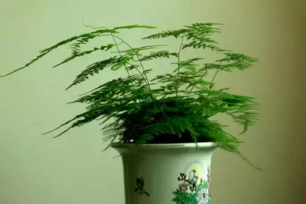 竹子適不適合在室內養_適合室內養的竹子_竹子適合室內養殖嗎