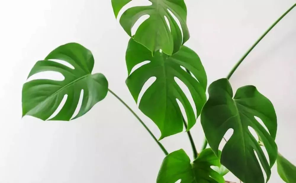 適合室內養的竹子_竹子適合室內養殖嗎_竹子適不適合在室內養