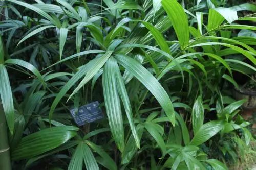 竹子適合室內養殖嗎_竹子適不適合在室內養_適合室內養的竹子