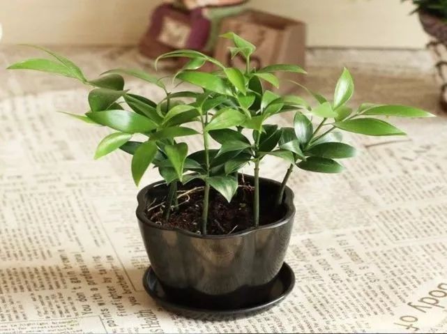 竹子適合室內養殖嗎_適合室內養的竹子_竹子適不適合在室內養