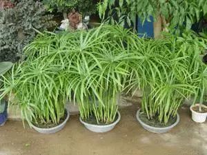 竹子適不適合在室內養_適合室內養的竹子_竹子適合室內養殖嗎