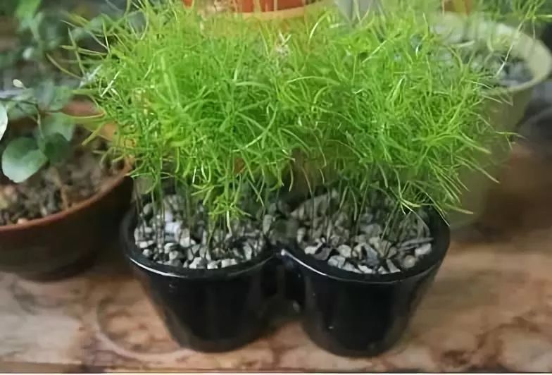 竹子適不適合在室內養_竹子適合室內養殖嗎_適合室內養的竹子