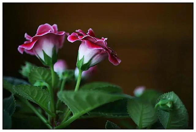 五種簡單好養的耐陰花，室內光照不好，也能花開不斷