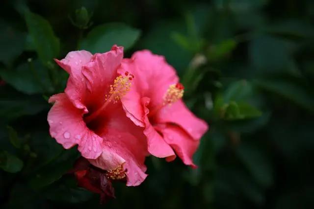 室內花期長好看又好養的花_花期長好養的室內花卉_花期長的室內