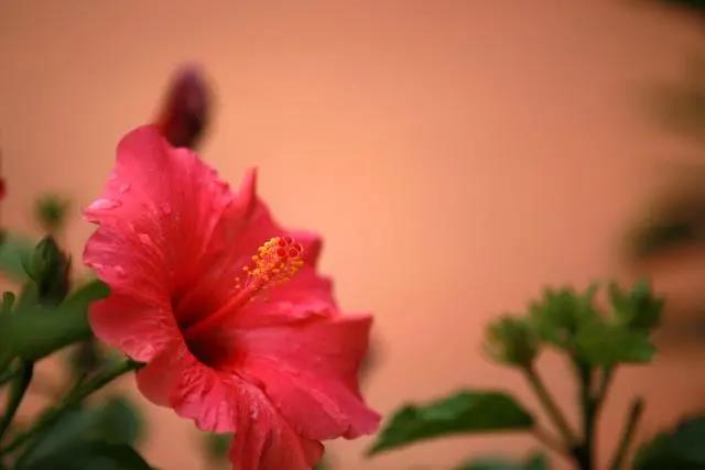 花期長好養的室內花卉_花期長的室內_室內花期長好看又好養的花