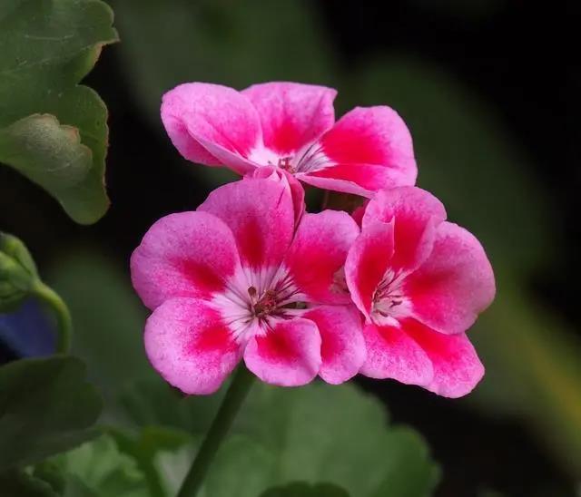 花期長的室內_花期長好養的室內花卉_室內花期長好看又好養的花