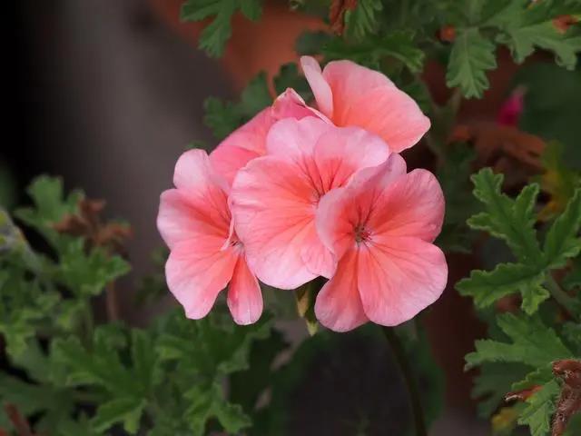 室內花期長好看又好養的花_花期長的室內_花期長好養的室內花卉