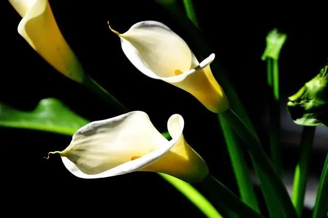 室內花期長好看又好養的花_花期長的室內_花期長好養的室內花卉