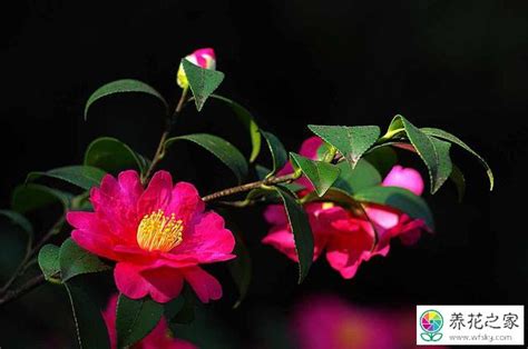 花抗凍嗎_耐凍耐寒的室外花卉_室內花卉耐寒