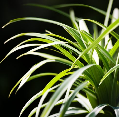 客廳綠植放什么好_客廳放綠植有什么講究_客廳綠植放在哪個位置風水好