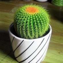 凈化室內(nèi)空氣綠植_什么綠植好養(yǎng)活又能凈化空氣_凈化空氣易養(yǎng)活的花