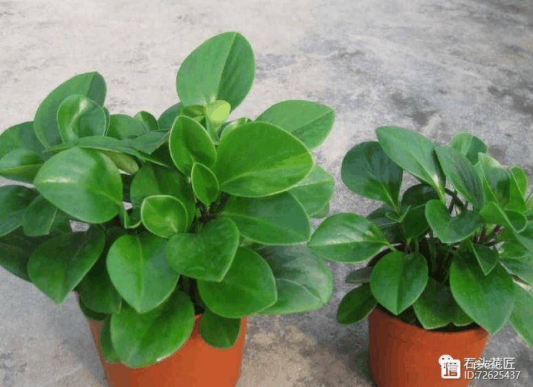 冬天窗戶密閉，此3種花是“二手煙”的克星，各養1盆，空氣清新