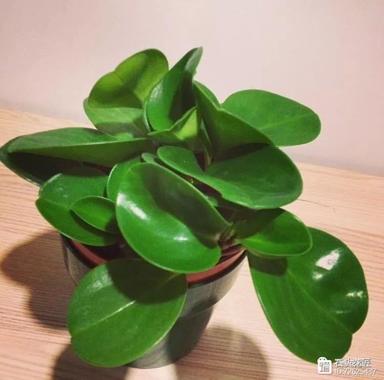 凈化二手煙的室內植物_凈化空氣的室內植物二手煙_凈化二手煙味的植物