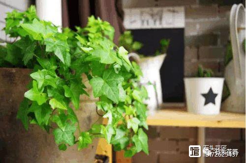 凈化二手煙味的植物_凈化空氣的室內植物二手煙_凈化二手煙的室內植物