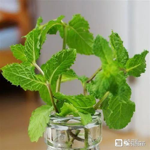 凈化二手煙味的植物_凈化二手煙的室內植物_凈化空氣的室內植物二手煙