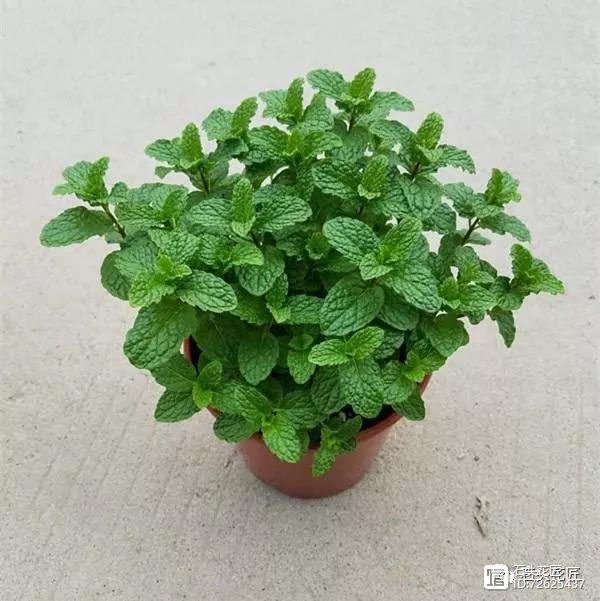 凈化二手煙的室內植物_凈化二手煙味的植物_凈化空氣的室內植物二手煙