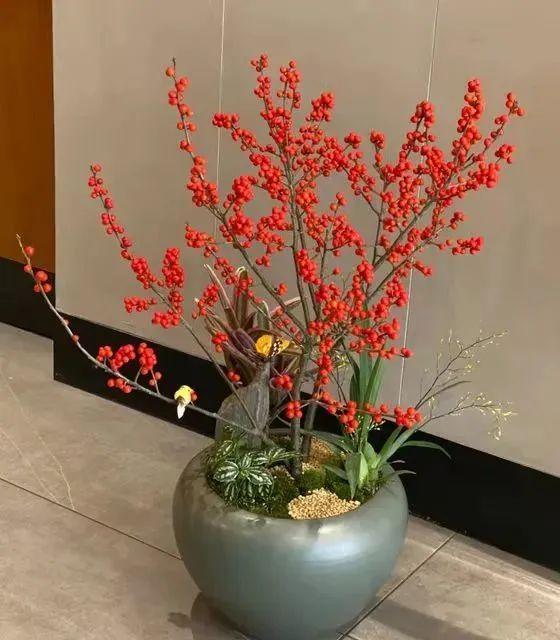 一年四季開花的室內(nèi)花卉_室內(nèi)養(yǎng)花四季開花植物_花卉開花四季室內(nèi)能養(yǎng)嗎