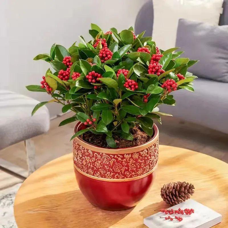 一年四季開花的室內(nèi)花卉_室內(nèi)養(yǎng)花四季開花植物_花卉開花四季室內(nèi)能養(yǎng)嗎