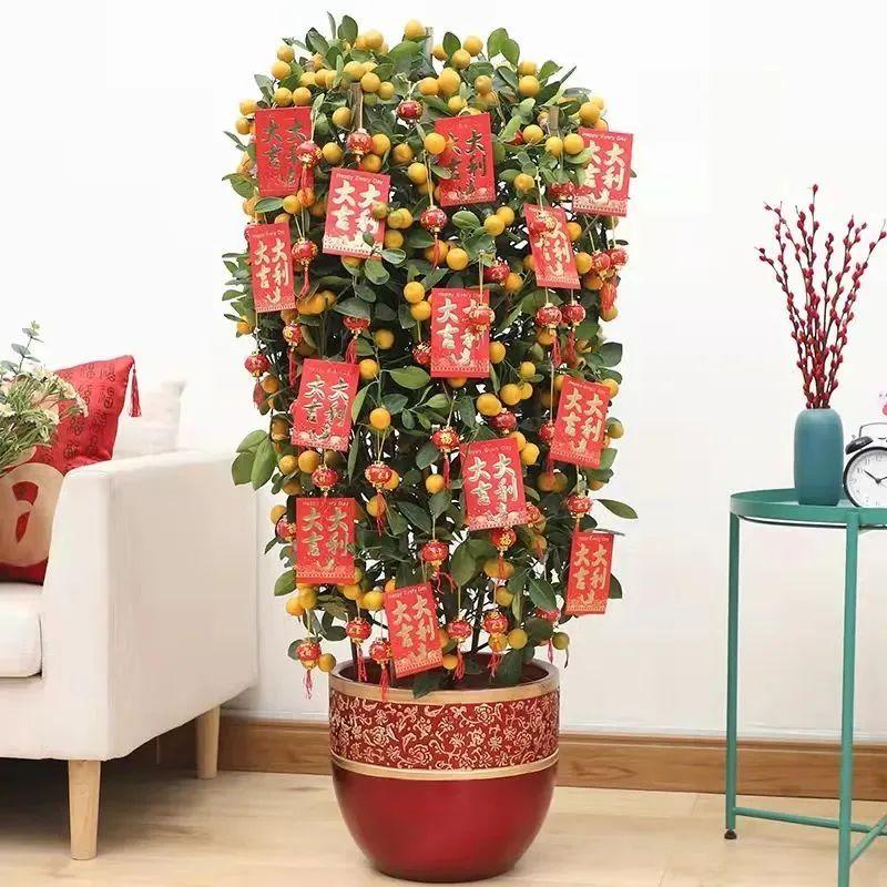 一年四季開花的室內(nèi)花卉_室內(nèi)養(yǎng)花四季開花植物_花卉開花四季室內(nèi)能養(yǎng)嗎