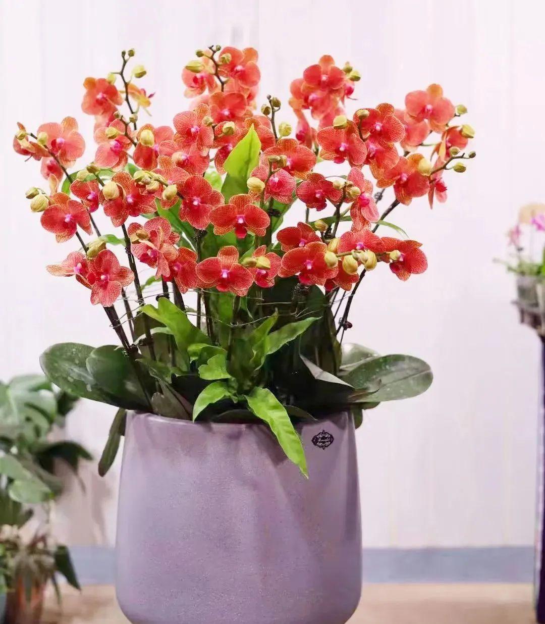 室內(nèi)養(yǎng)花四季開花植物_花卉開花四季室內(nèi)能養(yǎng)嗎_一年四季開花的室內(nèi)花卉