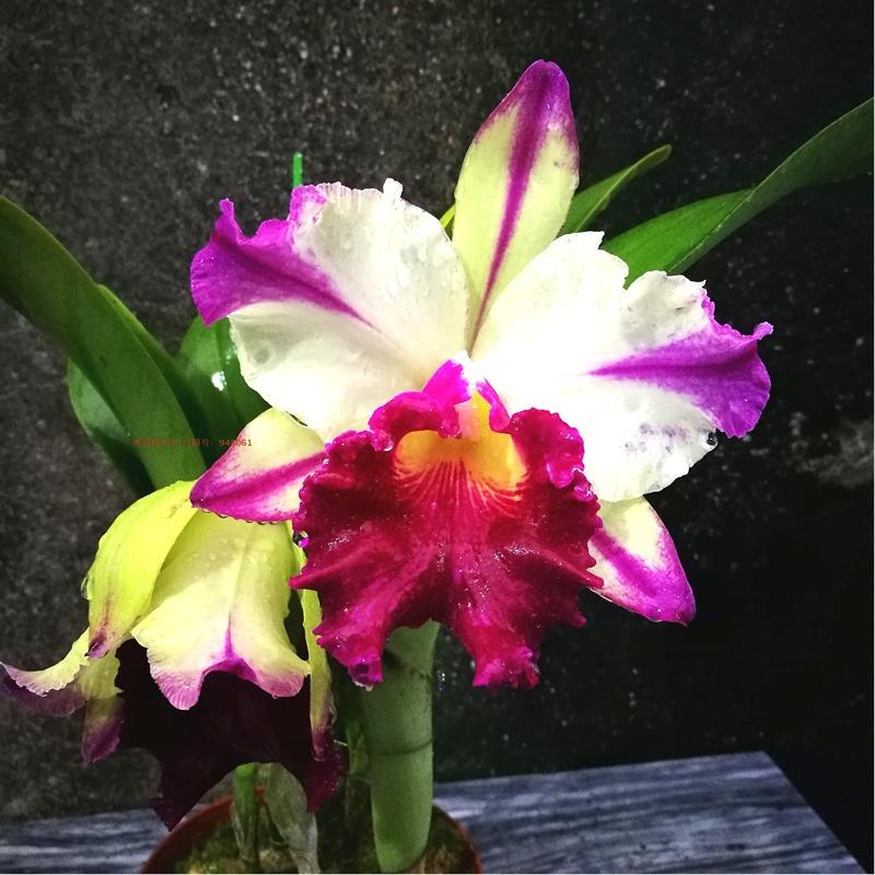 花卉開花四季室內(nèi)能養(yǎng)嗎_一年四季開花的室內(nèi)花卉_室內(nèi)養(yǎng)花四季開花植物