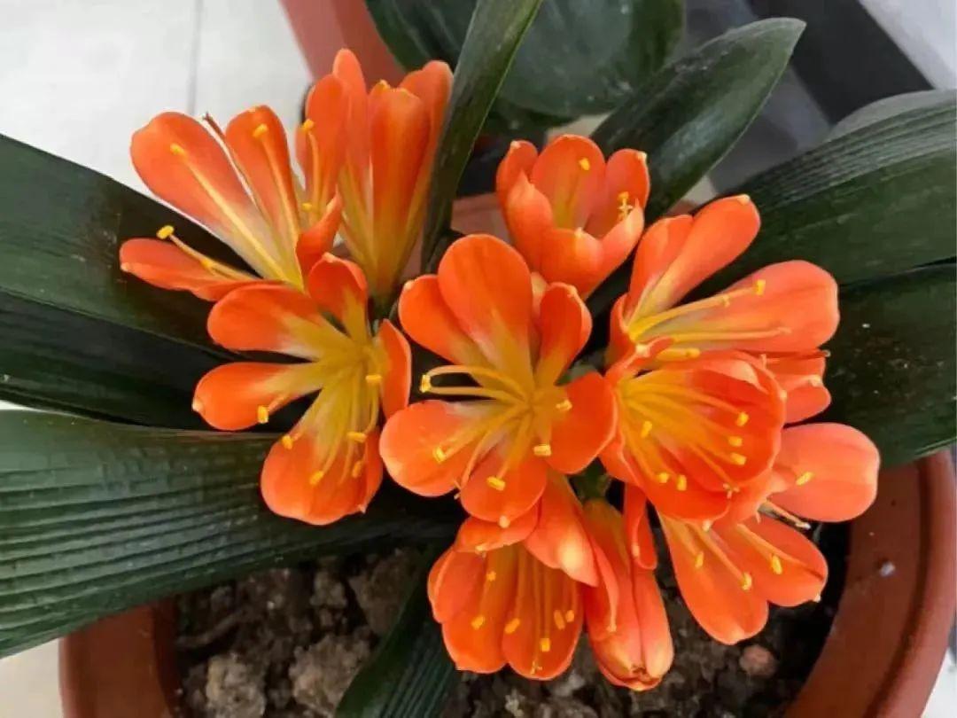 室內(nèi)養(yǎng)花四季開花植物_一年四季開花的室內(nèi)花卉_花卉開花四季室內(nèi)能養(yǎng)嗎