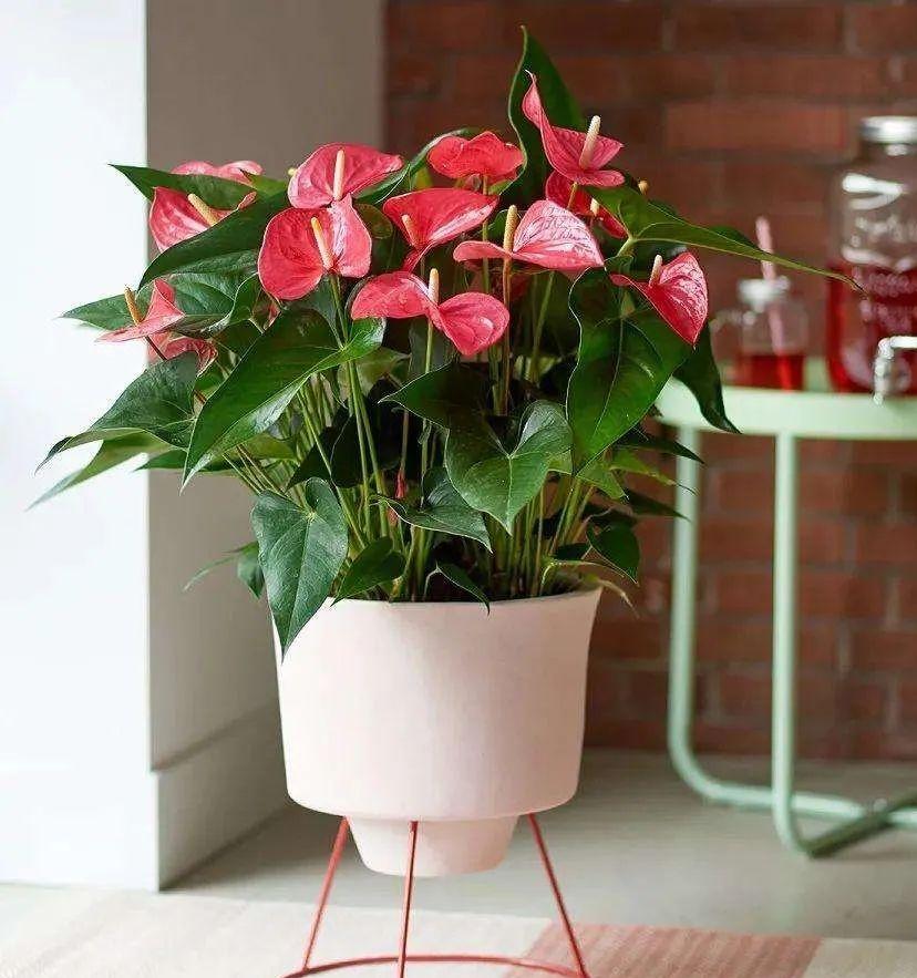 室內(nèi)養(yǎng)花四季開花植物_花卉開花四季室內(nèi)能養(yǎng)嗎_一年四季開花的室內(nèi)花卉