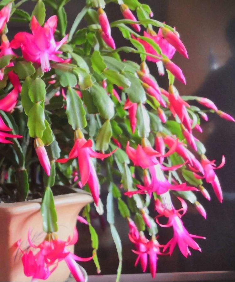 花卉開花四季室內(nèi)能養(yǎng)嗎_一年四季開花的室內(nèi)花卉_室內(nèi)養(yǎng)花四季開花植物