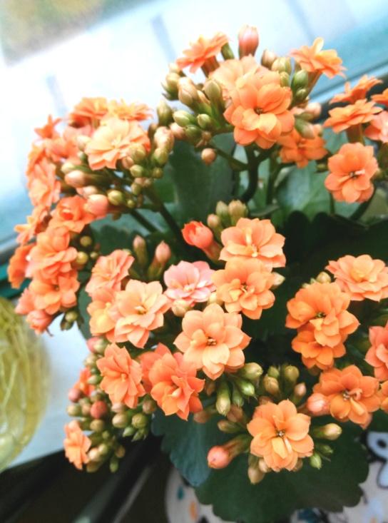 花卉開花四季室內(nèi)能養(yǎng)嗎_室內(nèi)養(yǎng)花四季開花植物_一年四季開花的室內(nèi)花卉